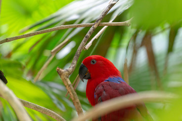 Red parrot sitting in a tree, side picture