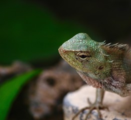 green iguana on a branch