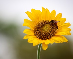 Sunflower and the bee