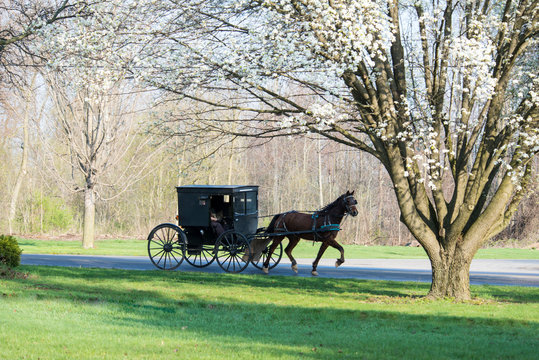 Amish Horse and Buggy with Flowering Tree