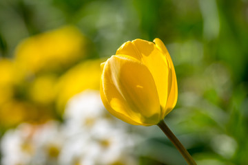 Pretty tulip flowers on a sunny spring day, with a shallow depth of field