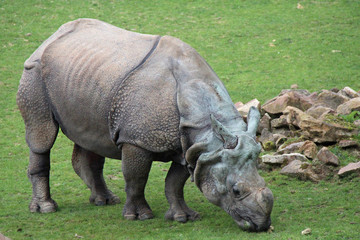 Obraz premium Indian rhinoceros