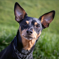 Dwarf german pinscher faithfully watching. Portrait on green grass natural background. - Image