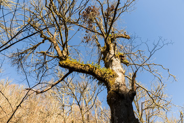 Asturias, Spain. The Muniellos Nature Reserve (Reserva natural integral), protected area of woodland along the valley of the river Muniellos-Tablizas
