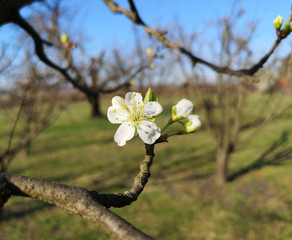plum flowers 20190324
