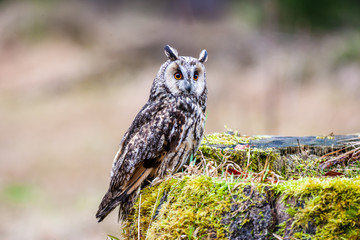 Eurasian eagle owl (bubo bubo) portrait, owls are often used as a symbol of wisdom, selective focus on the orange eyes, narrow depth of field