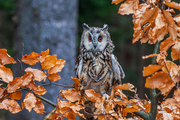 Eurasian eagle owl (bubo bubo) portrait, owls are often used as a symbol of wisdom, selective focus on the orange eyes, narrow depth of field