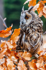 Eurasian eagle owl (bubo bubo) portrait, owls are often used as a symbol of wisdom, selective focus...