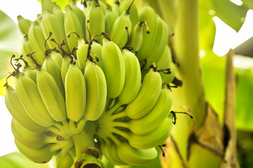 Texture. A lot of green bananas on a tree. Close up