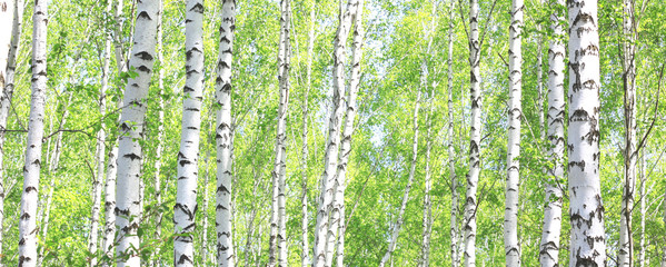 Obraz premium Beautiful birch trees with black and white birch bark in spring in birch grove against the background of other birches