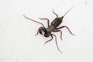 Whip scorpion on a white background in the house in thailand. insect that protects itself by...