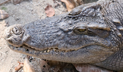 A Close Portrait of an Alligator