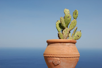 Cactus in a terracotta pot. Sky and sea in the background. Close up. Copy space.