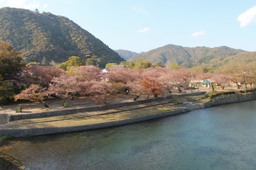 Fototapeta na wymiar Nishiki river in Iwakuni (Japan)