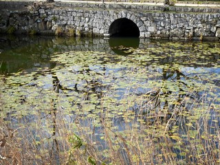 bridge over the lotus pond