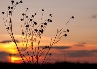 Silhouette of seed heads and stems in front of a colorful sunset.