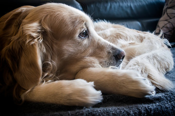Golden retriever en el sofa