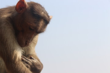 Monkey