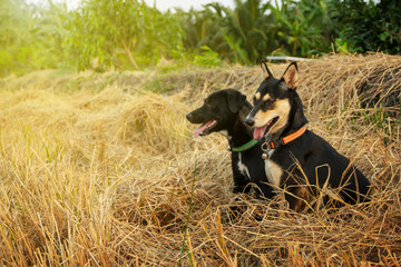 Two thai mongrel dog black companion stigma black. seat in a straw. on the background atmosphere of lifestyle countryside agricultural garden in the summer and copy space.