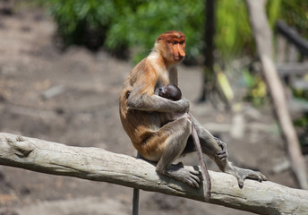 Proboscis monkeys, Nasalis larvatus, baby and mother sitting on the tree. Borneo.