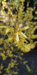 Strauch mit gelben Blüten