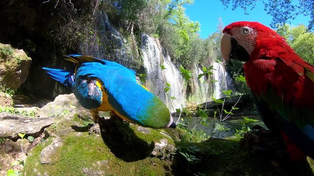 Two parrots on wooden in jungle. Two beautiful parrots in green habitat. two birds sitting on the rock. Wildlife scene from tropical nature.