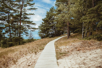 Fototapeta premium Wooden foot path through forest. Beautiful woods walking trail landscape.