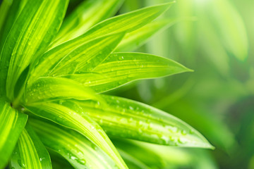 Closeup view of natural green leaf color under sunlight. Use in the background, or wallpaper.  Nature concept.