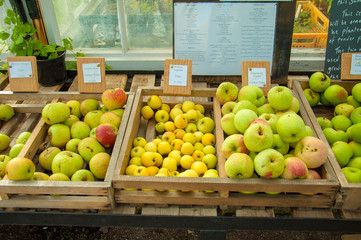 Apples in a fruit basket