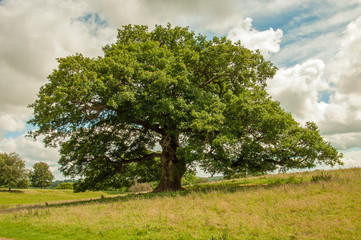 Fototapeta na wymiar Old oak tree in a summertime meadow.