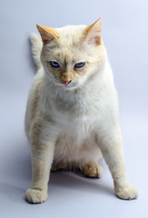 menacing red cat with blue eyes