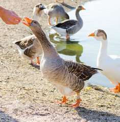 a man's hand feeds a wild goose on biscuits