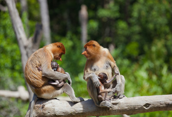 Proboscis monkeys, Nasalis larvatus, baby and mother sitting on the tree. Borneo.