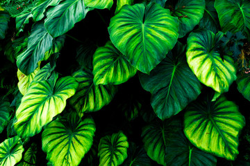 Naklejka na ściany i meble Abstract tropical forest freshment green leaf in the jungle background.