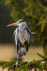 Grey Heron, Ardea cinerea, in the water, blurred grass in background