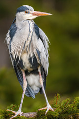 Grey Heron, Ardea cinerea, in the water, blurred grass in background