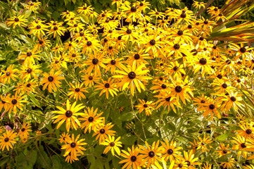 Michaelmas daisies in a summer garden.