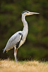 Grey Heron, Ardea cinerea, in the water, blurred grass in background
