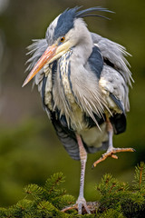 Grey Heron, Ardea cinerea, in the water, blurred grass in background