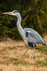 Grey Heron, Ardea cinerea, in the water, blurred grass in background