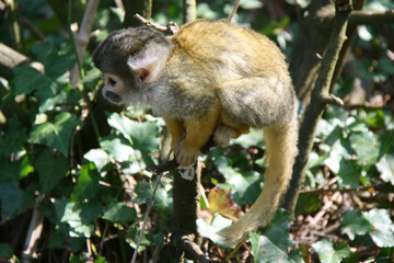 Squirrel monkey