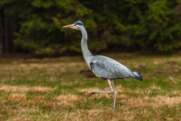 Grey Heron, Ardea cinerea, in the water, blurred grass in background