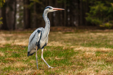 Grey Heron, Ardea cinerea, in the water, blurred grass in background