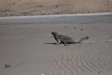 Seal on Cape Cod 2