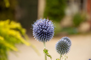 Globe thistle in the summer.
