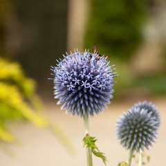 Bumble bee on a Globe thistle.