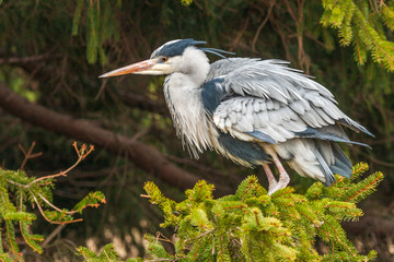 Grey Heron, Ardea cinerea, in the water, blurred grass in background