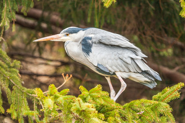 Grey Heron, Ardea cinerea, in the water, blurred grass in background
