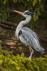 Grey Heron, Ardea cinerea, in the water, blurred grass in background