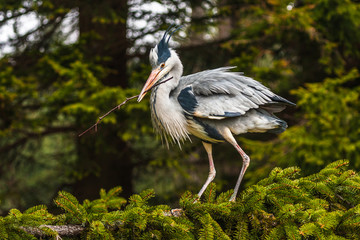 Grey Heron, Ardea cinerea, in the water, blurred grass in background